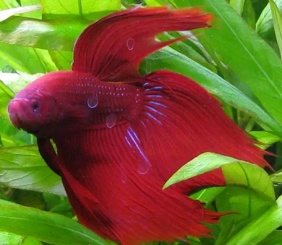 Kampfisk han Rød (Betta Splendens)